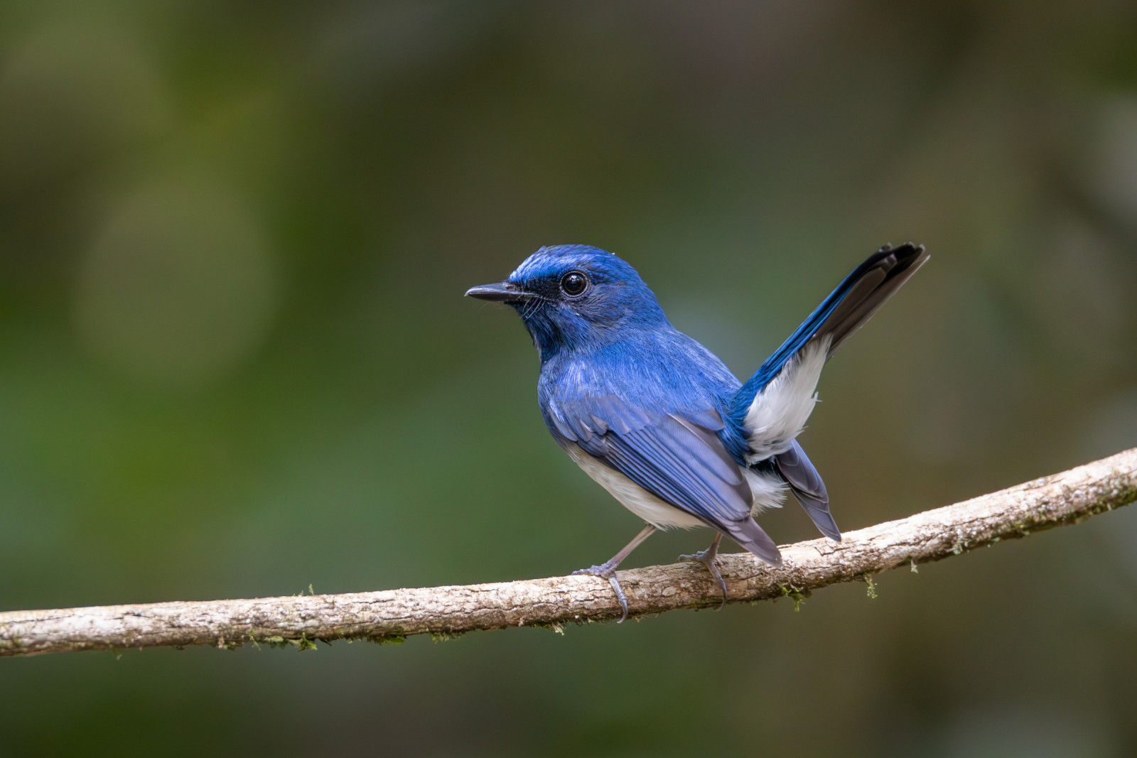 image Hainan Blue Flycatcher